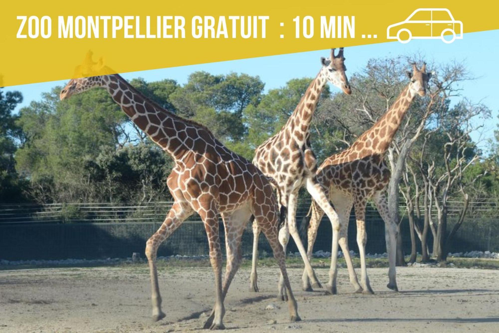 Amja Proche Clinique Saint-Roch Apt 3 Chambres 3 Salles De Bain Parking Gratuit Ideal Famille Groupe Coworking 10 Min Centre Ville 10 Min Plage 5 Min Sortie Autoroute Montpellier Exterior foto